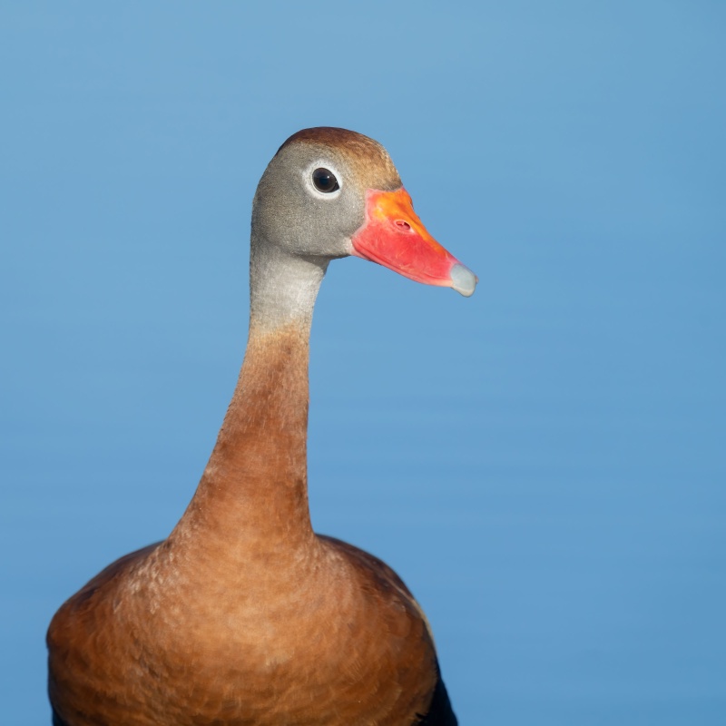 Black-bellied-Whistling-Duck-3200-tight-in-blue-water-SQ-_A1G9734-Indian-Lake-Estates-FL