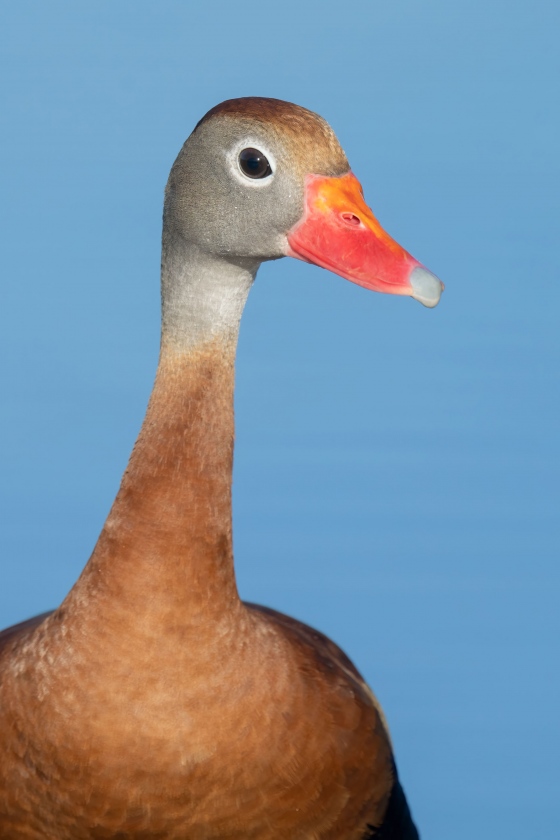 Black-bellied-Whistling-Duck-3200-tight-in-blue-water-VERT-_A1G9734-Indian-Lake-Estates-FL