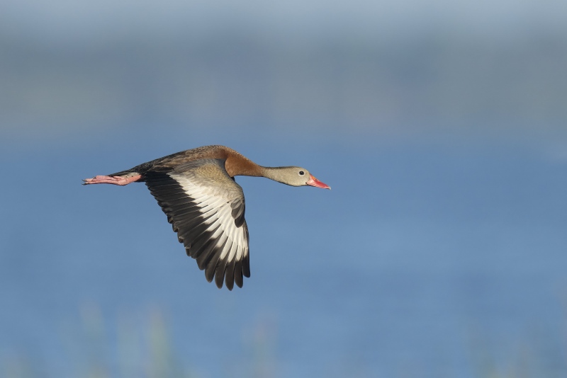 Black-bellied-whistling-Duck-3200-_A1B5902-Indian-Lake-Estates-FL