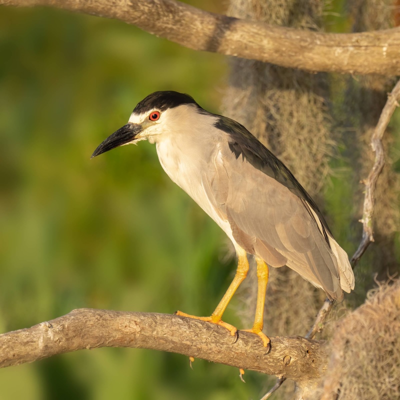 Black-crowned-Night-Heron-2400-SQUARE-adult-_A1G7458-Circle-Bar-B-Reserve-Lakeland-FL