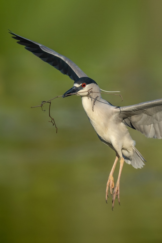 Black-crowned-Night-Heron-3200-_A1G4963-Brandon-FL