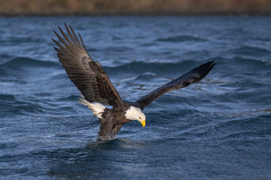 Bld-Eagle-3200-adult-striking-_A1G8362-Kachemak-Bay-AK