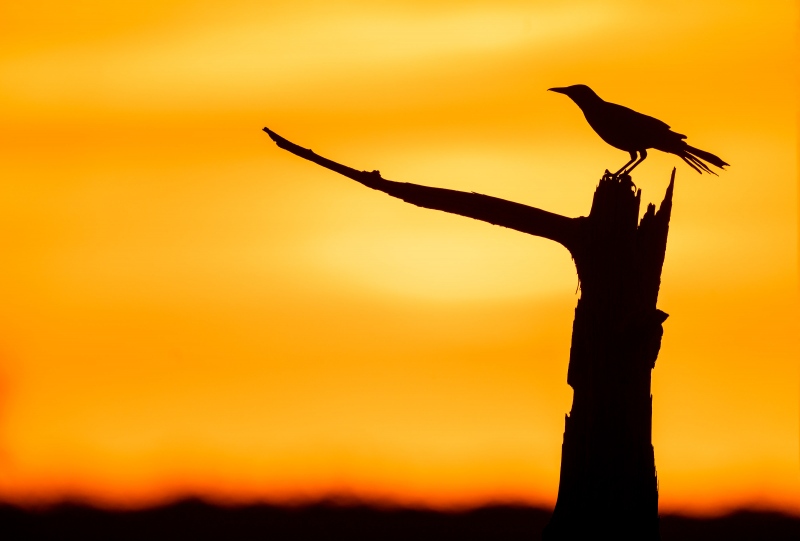 Boat-tailed-Grackle-3200-sunset-SILH-_A1B4091-Indian-Lake-Estates-FL