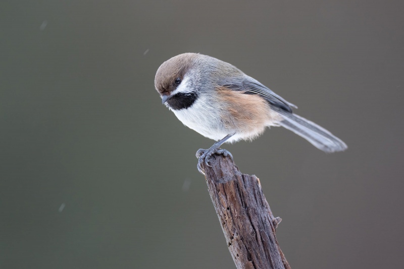 Boreal-Chickadee-3200-_A1G6568-Anchor-Point-FL