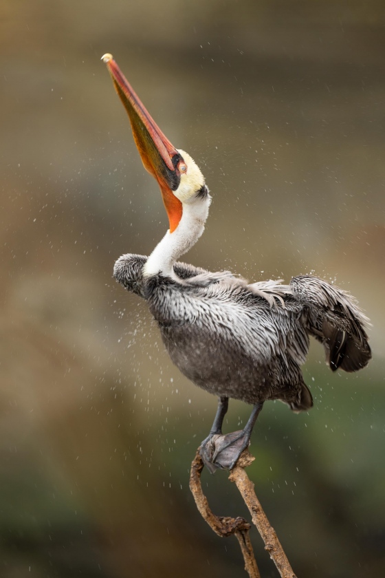 Bown-Pelican-3200-shaking-off-water-_A1G2785-La-Jolla-CA