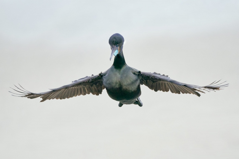 Brandts-Cormorant-3200-WARMER-incoming-4-_DSC3931-San-Diego-CA-1