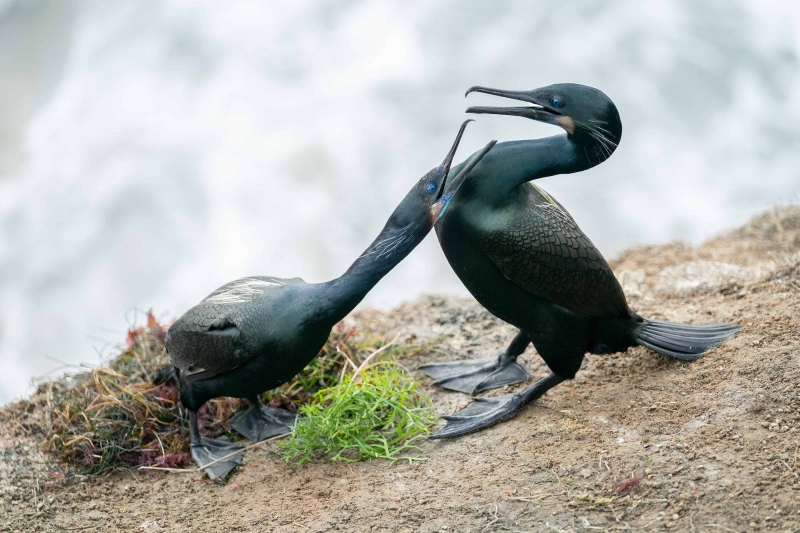 Brandts-Cormorant-3200-courting-pair-_A929102-La-Jolla-CA