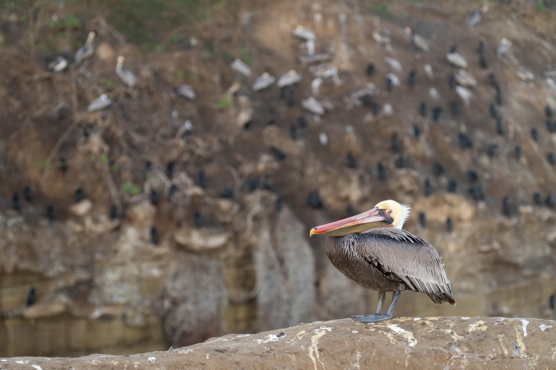 Brown-Pelcian-3200-small-in-the-frame-_A1B9097-La-Jolla-CA