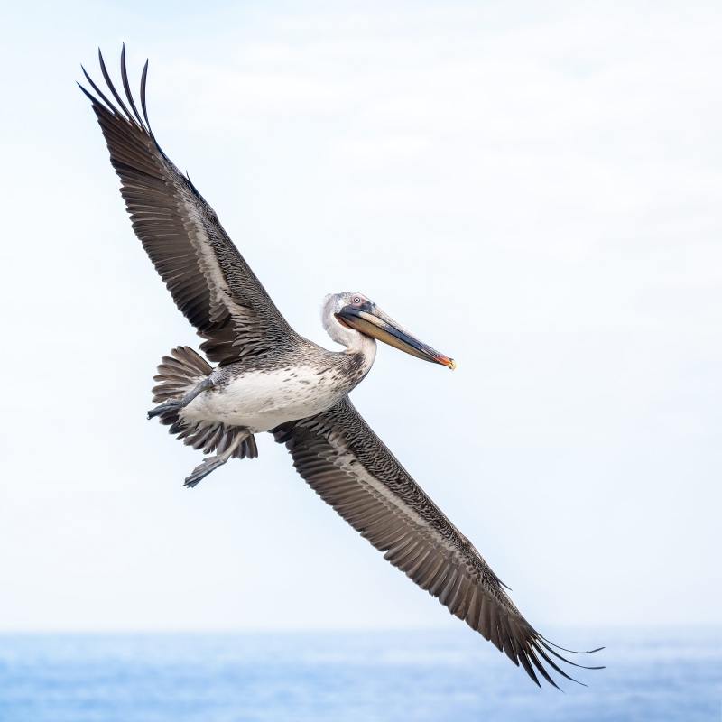 Brown-Pelican-2400-2-year-old-SQ-flight-_A1B4266-La-Jolla-CA