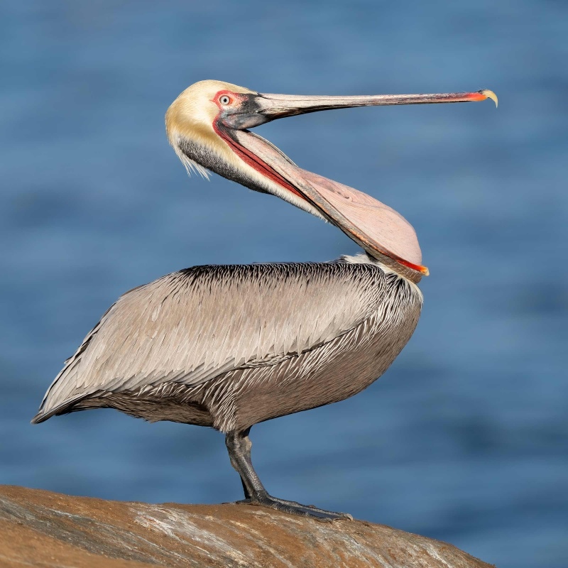 Brown-Pelican-2400-starting-head-throw-_A922835-La-Jolla-CA