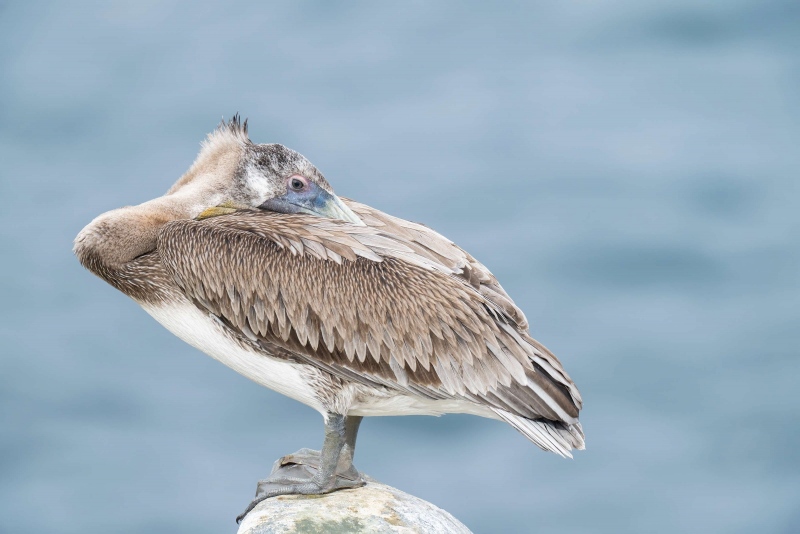 Brown-Pelican-3200-2-year-old-resting-_A1G8128-La-Jolla-CA