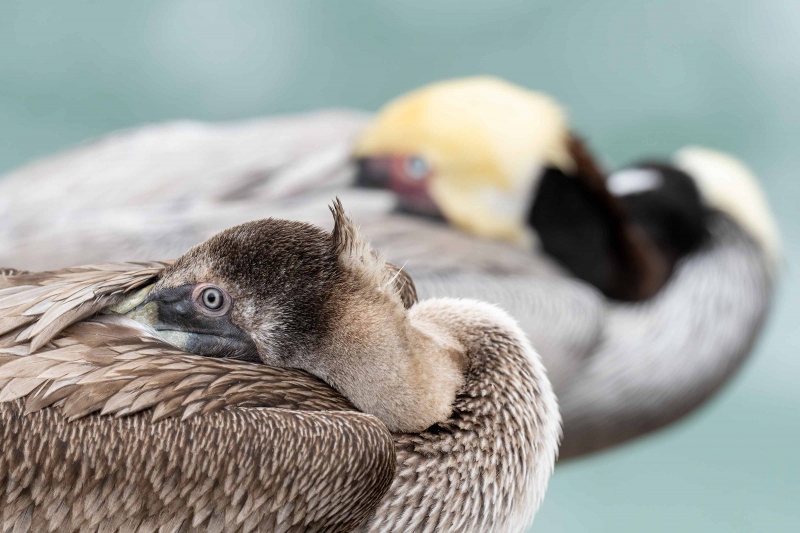 Brown-Pelican-3200-Pacifc-race-juvenile-and-adult-juxtaposition-_A1G4490-La-Jolla-CA