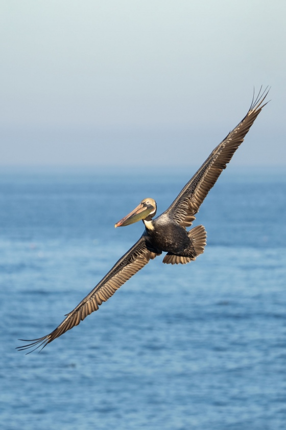 Brown-Pelican-3200-Pacific-race-adult-breeding-in-flight-_A1B5291-La-Jolla-CA