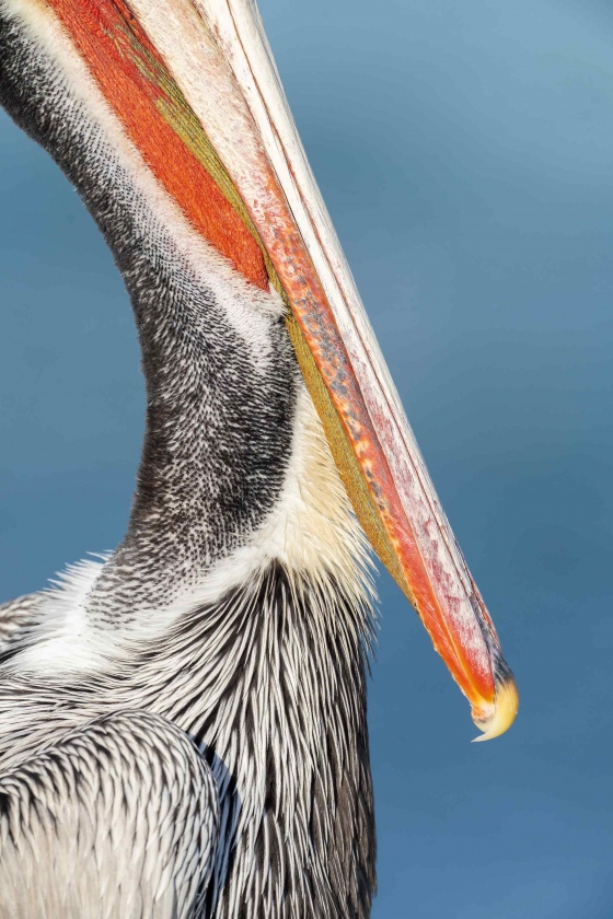 Brown-Pelican-3200-Pacific-race-bill-and-hind-neck-detail-_7R46025-La.-Jolla.-CA