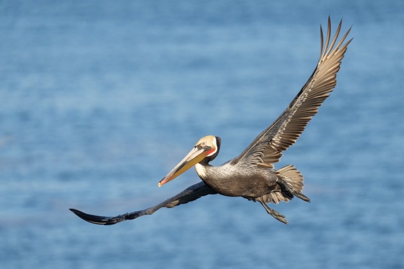 Brown-Pelican-3200-Pacific-race-in-flight-_A1G1226-La-Jolla-CA