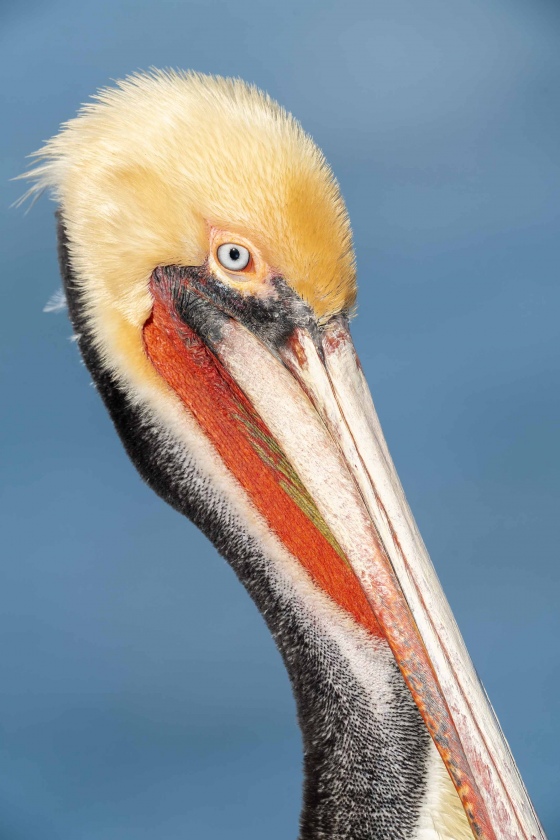 Brown-Pelican-3200-Pacific-race-pre-breeding-plumage-_7R46011-La.-Jolla.-CA
