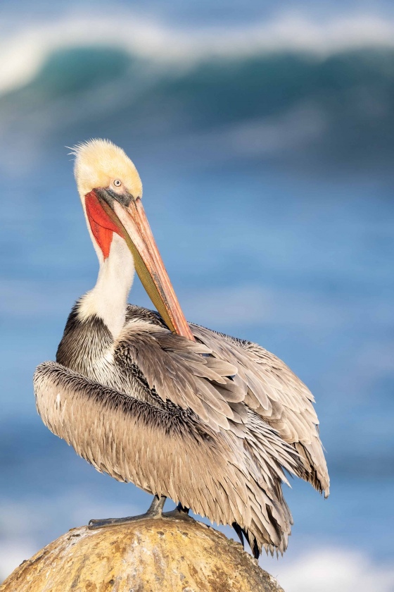 Brown-Pelican-3200-Pacific-race-pre-breeding-preening-_A1G1008-La-Jolla-CA