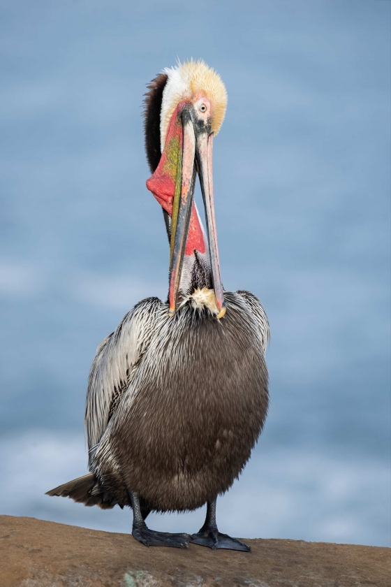 Brown-Pelican-3200-Pacific-race-preening-_MAI5227-San-Diego-CA