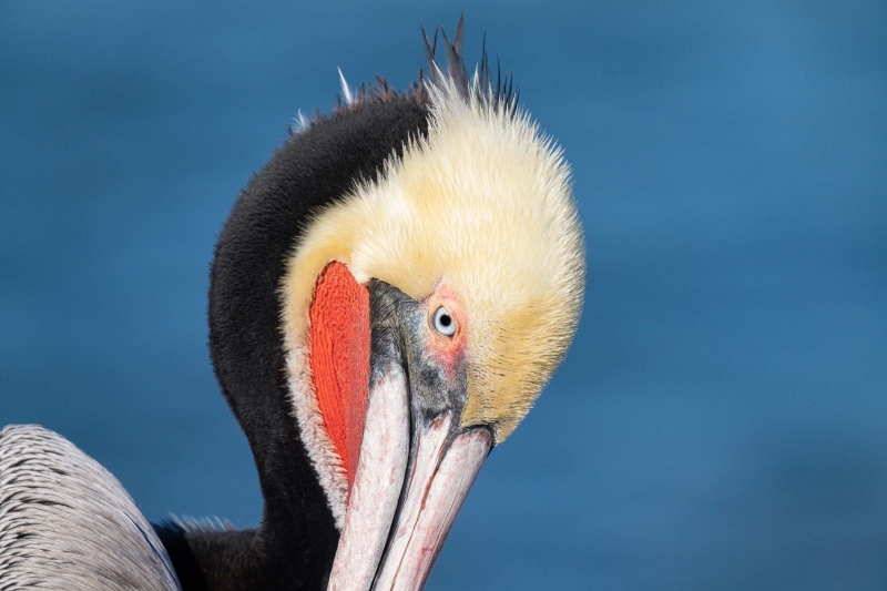 Brown-Pelican-3200-Pacific-race-preening-head-portrait-_A1G1610-La-Jolla-CA