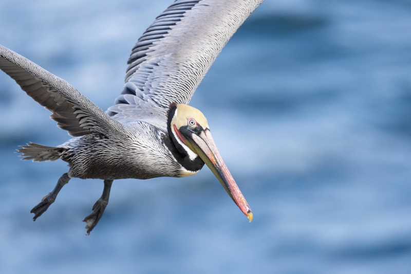 Brown-Pelican-3200-Pacific-race-tight-flight-_A1G8993-La-Jolla-CA