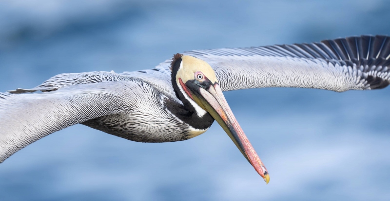 Brown-Pelican-3200-Pacific-race-tight-pano-flight-_A1G8997-La-Jolla-CA