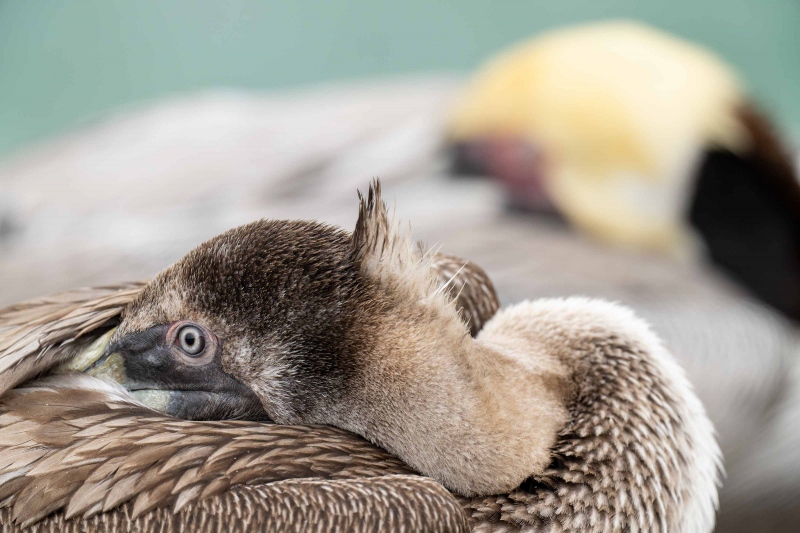 Brown-Pelican-3200-Pacific-race-young-and-adult-juxtaposition-_A1G4481-La-Jolla-CA