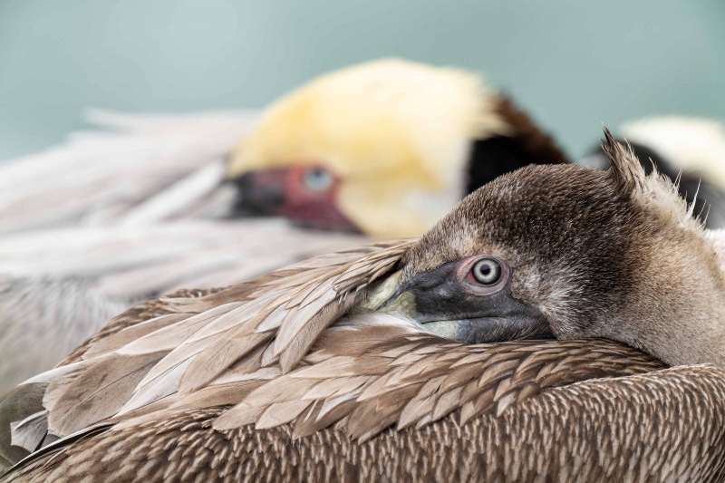 Brown-Pelican-3200-Pacific-race-young-and-adult-juxtaposition-_A1G4524-La-Jolla-CA