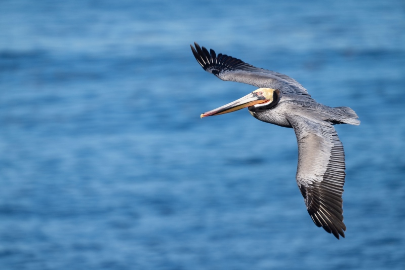 Brown-Pelican-3200-adult-in-flight-_A1G1482-La-Jolla-CA