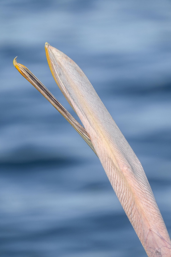 Brown-Pelican-3200-bill-pouch-from-below-during-head-throw-_A1B6313-La-Jolla-CA