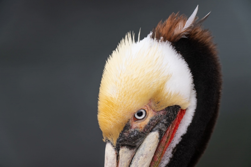 Brown-Pelican-3200-breeding-plumage-adult-face-portrait-_A1G5596-La-Jolla-CA