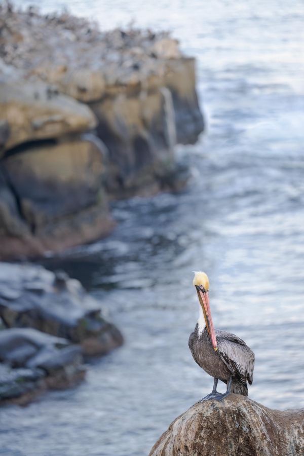 Brown-Pelican-3200-cliff-scape-_A1B5150-La-Jolla-CA