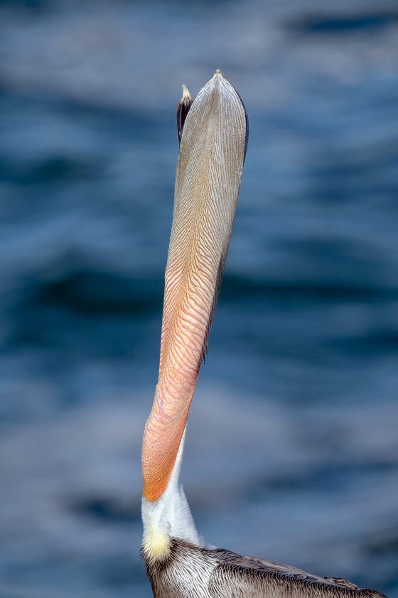 Brown-Pelican-3200-head-throw-from-below-_A1G1467-La-Jolla-CA