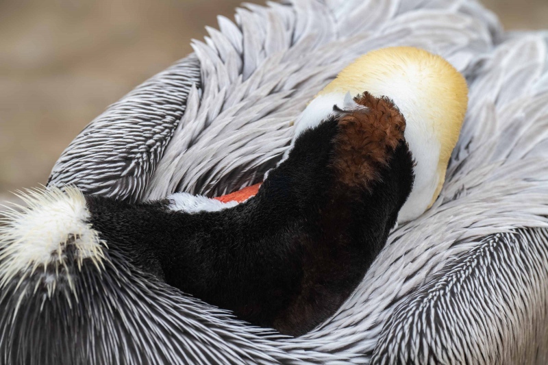 Brown-Pelican-3200-hindneck-abstract-_A1G5566-La-Jolla-CA