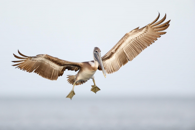 Brown-Pelican-3200-imm-landing-from-small-RAW-_W5A7785-Fort-DeSoto-Park-FL