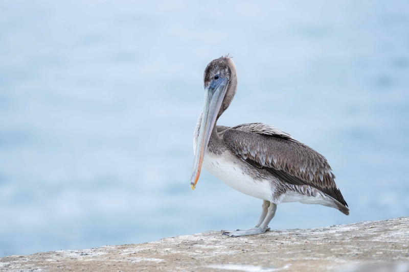 Brown-Pelican-3200-immature-_A1B5602-La-Jolla-CA