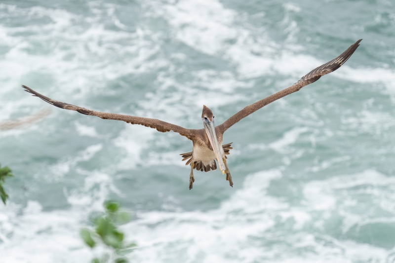 Brown-Pelican-3200-immature-coming-in-for-a-landing-_A1B0161-La-Jolla-CA