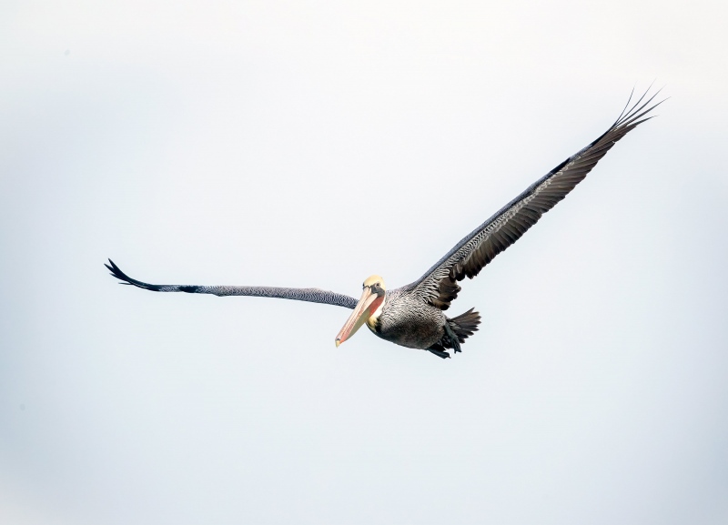 Brown-Pelican-3200-in-flight-_J1I3341-La-Jolla-CA