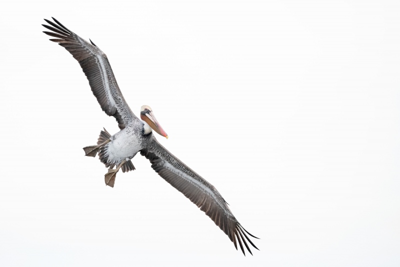 Brown-Pelican-3200-in-flight-_MAI5943-San-Diego-CA