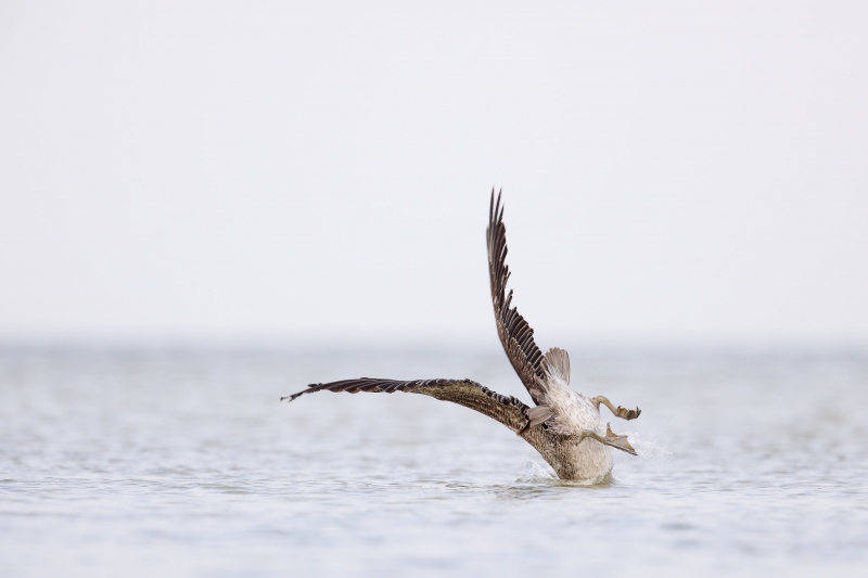 Brown-Pelican-3200-juvenile-hitting-the-water-after-dive-_W5A6568-Fort-DeSoto-Park-FL