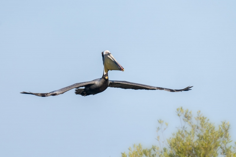 Brown-Pelican-3200-landing-with-bill-pouch-extended-_A1G9561-Alafia-Banks-Tampa-Bay-FL