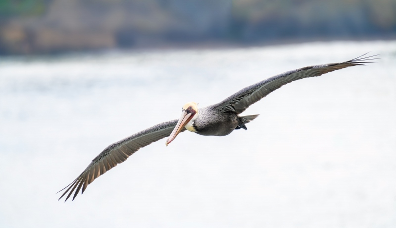 Brown-Pelican-3200-low-light-flight-cliff-BKGR-_A1B9647-La-Jolla-CA