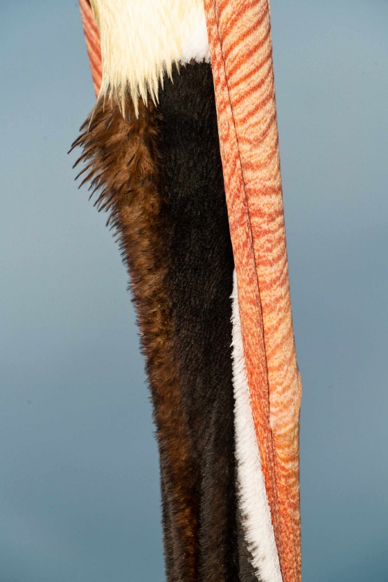 Brown-Pelican-3200-neck-and-bill-during-head-throw_7R48603-La-Jolla-CA