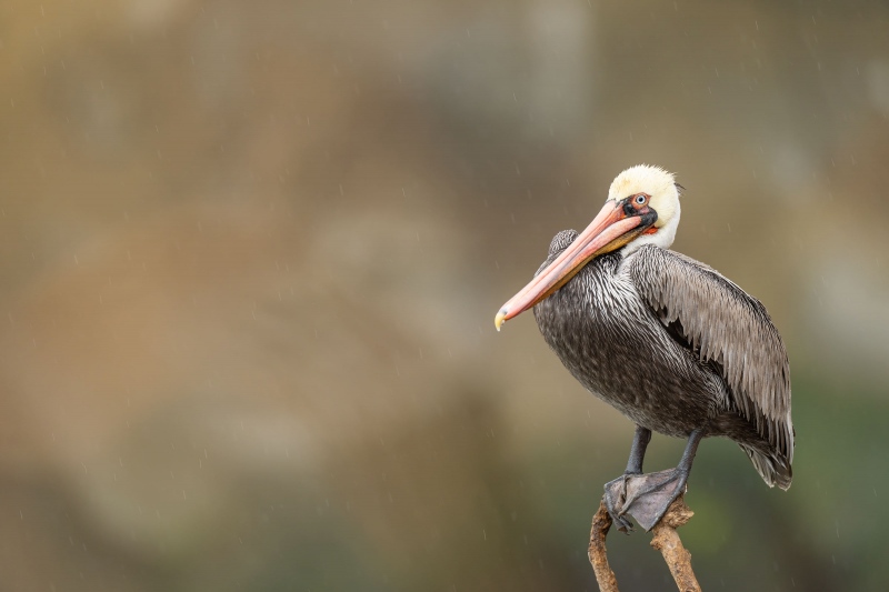 Brown-Pelican-3200-on-bent-stick-perch-_A1G2754-La-Jolla-CA