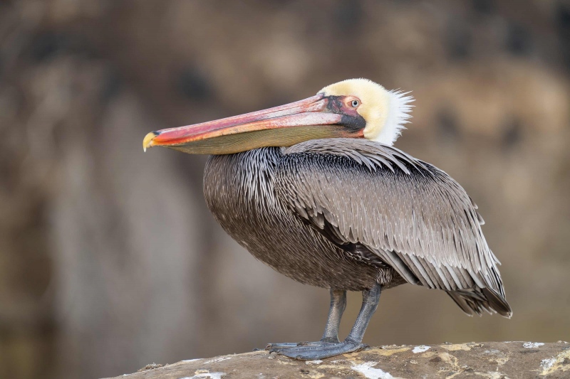 Brown-Pelican-3200-portrait-_A1B9081-La-Jolla-CA