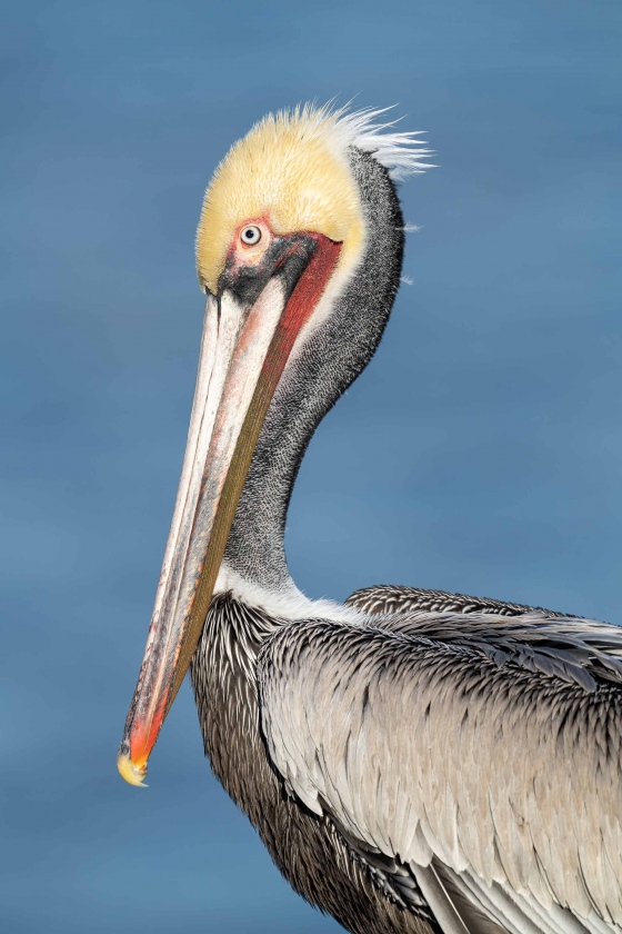 Brown-Pelican-3200-pre-breeding-adult-carpet-neck-_7R45537-La-Jolla-CA