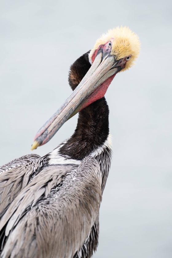 Brown-Pelican-3200-preening-_A1B5933-La-Jolla-CA