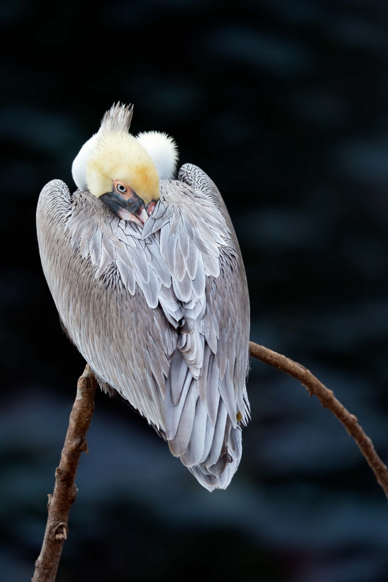 Brown-Pelican-3200-resting-on-branch-_A923184-La-Jolla-CA