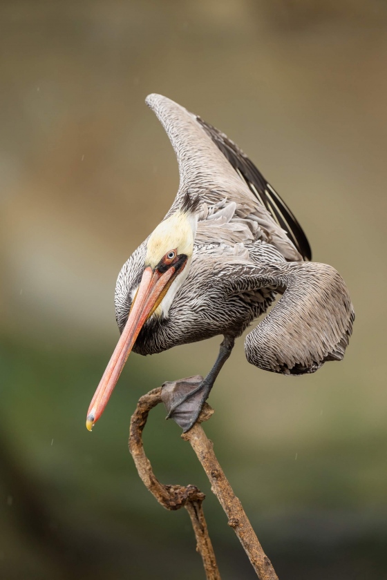 Brown-Pelican-3200-starting-wing-stretch-_A1G3158-La-Jolla-CA