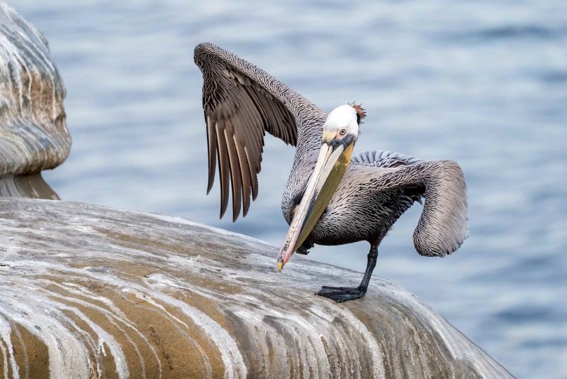 Brown-Pelican-3200-stretching-wing-_DSC7104-San-Diego-CA