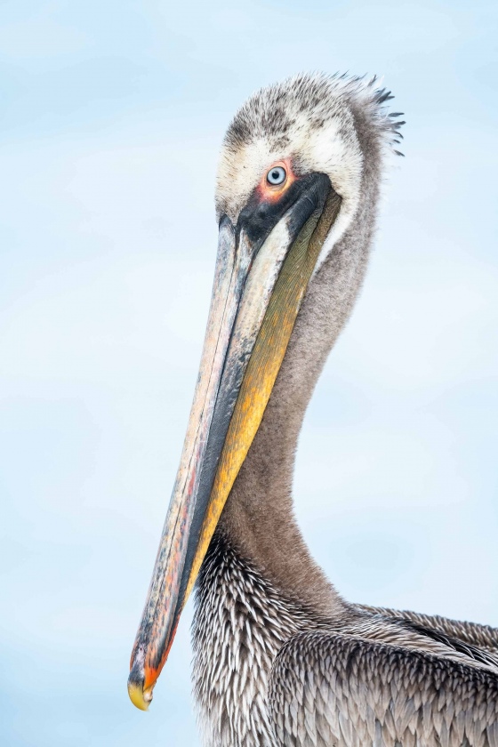 Brown-Pelican-3200-sub-adult-Pacific-race-_BUP1663-San-Diego-CA